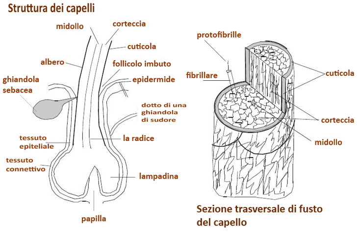 struttura del pelo