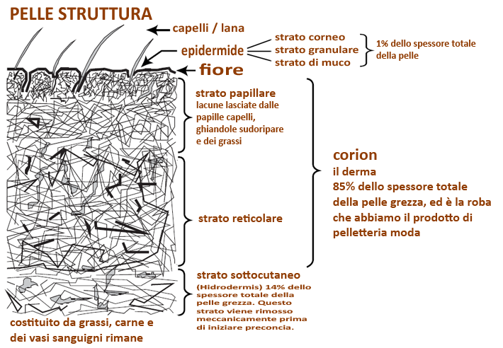 struttura della pelle