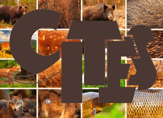 CITES e il settore della moda