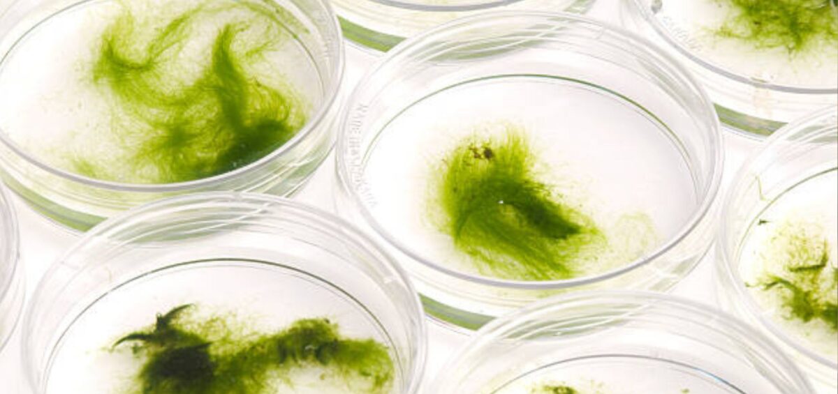 Materiali tessili bio-based 2025