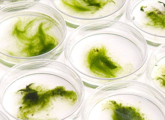 Materiali tessili bio-based 2025