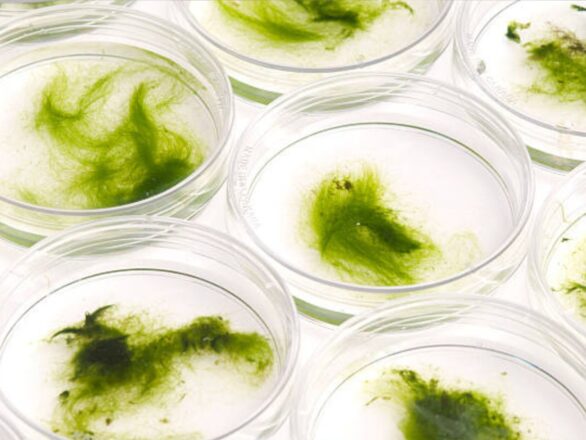 Materiali tessili bio-based 2025