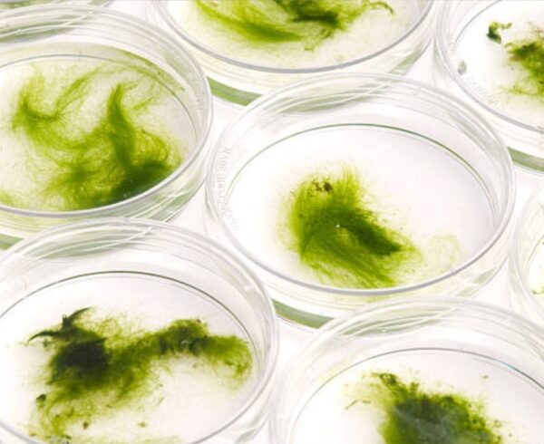 Materiali tessili bio-based 2025